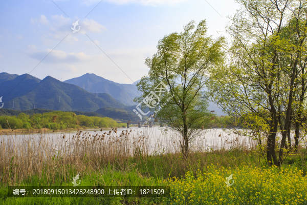 浙江,臺州,臨海,三江濕地公園,生態(tài),自然,道路,綠色,春天,青草
