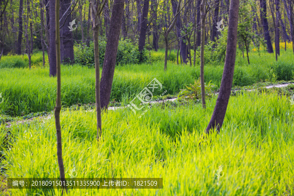 浙江,臺(tái)州,臨海,三江濕地公園,生態(tài),自然,道路,綠色,春天,青草