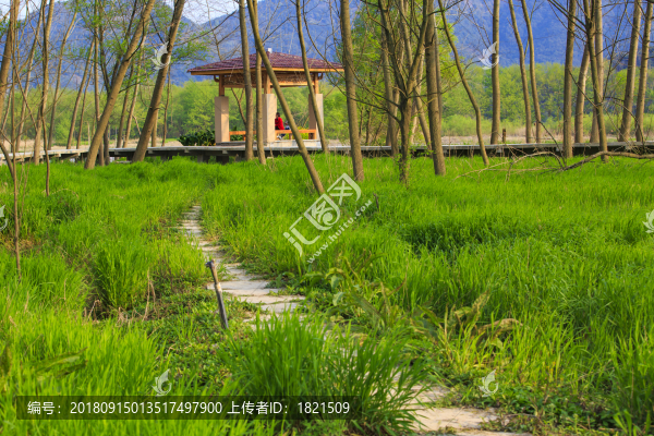 浙江,臺州,臨海,三江濕地公園,生態(tài),自然,道路,綠色,春天,青草