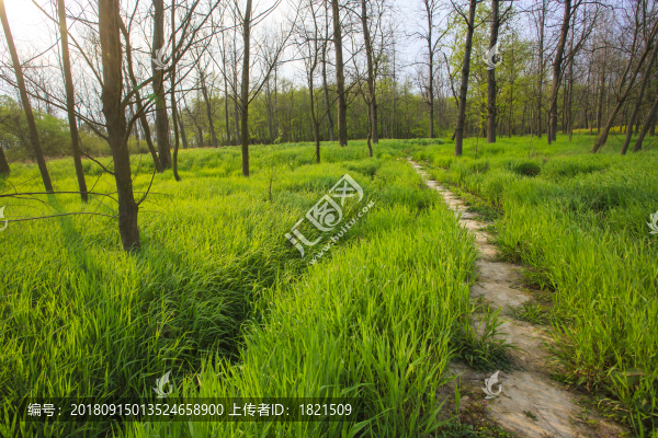 浙江,臺州,臨海,三江濕地公園,生態(tài),自然,道路,綠色,春天,青草