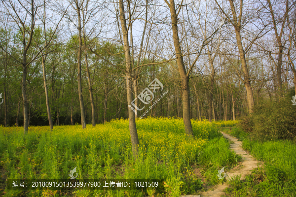 浙江,臺州,臨海,三江濕地公園,生態(tài),自然,道路,綠色,春天,青草