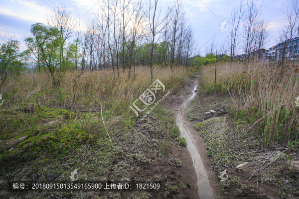 浙江,臺(tái)州,臨海,三江濕地公園,生態(tài),自然,道路,綠色,春天,青草