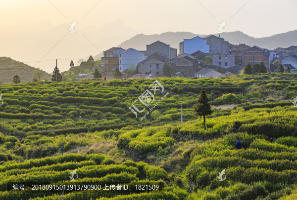 浙江,臺州,臨海,蘭田山,茶園,山村,山谷