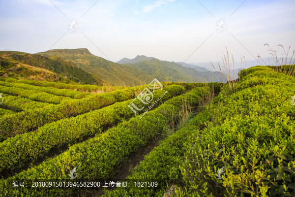 浙江,臺州,臨海,蘭田山,茶園,山村,山谷