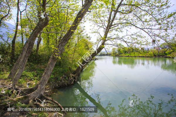 浙江,臺(tái)州,臨海,小溪鎮(zhèn),油菜花,小溪,稻田,春色,春天