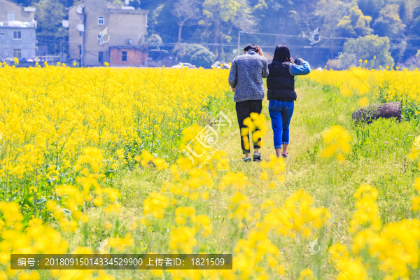 浙江,臺州,臨海,小溪鎮(zhèn),油菜花,小溪,稻田,春色,春天