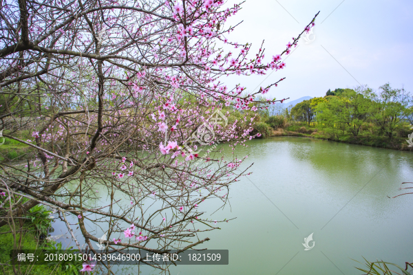 浙江,臺州,臨海,小溪鎮(zhèn),油菜花,小溪,稻田,春色,春天