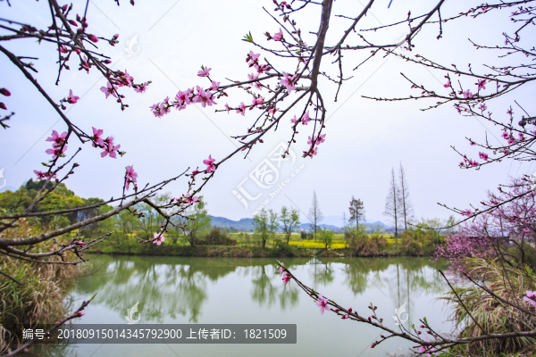浙江,臺州,臨海,小溪鎮(zhèn),油菜花,小溪,稻田,春色,春天