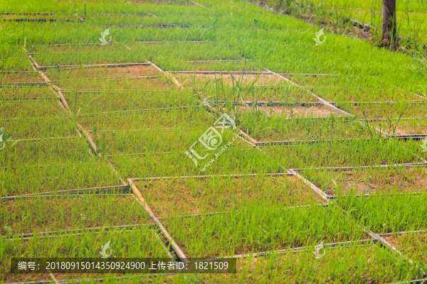 浙江,麗水,云和縣,仙宮景區(qū),云和湖,緊水灘電站,霧氣,仙境