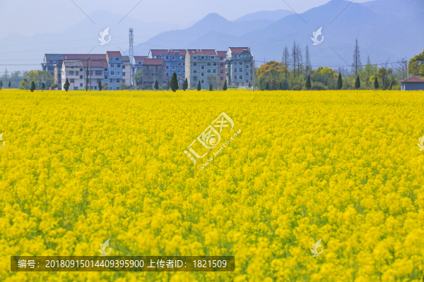 浙江,臺(tái)州,臨海,小溪鎮(zhèn),油菜花,小溪,稻田,春色,春天