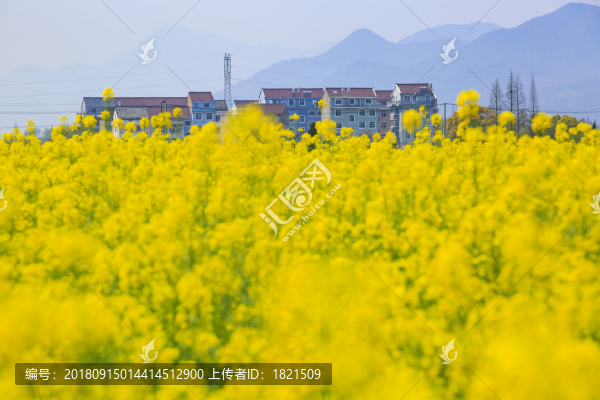 浙江,臺州,臨海,小溪鎮(zhèn),油菜花,小溪,稻田,春色,春天
