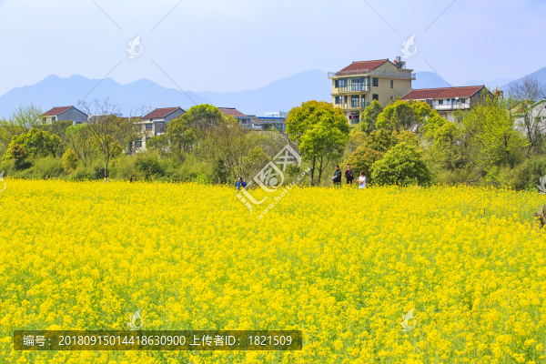 浙江,臺州,臨海,小溪鎮(zhèn),油菜花,小溪,稻田,春色,春天