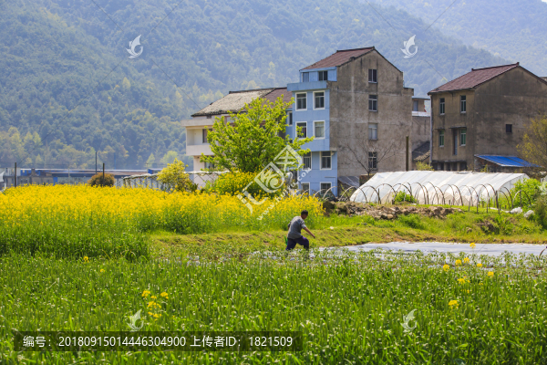 浙江,臺州,臨海,小溪鎮(zhèn),油菜花,小溪,稻田,春色,春天