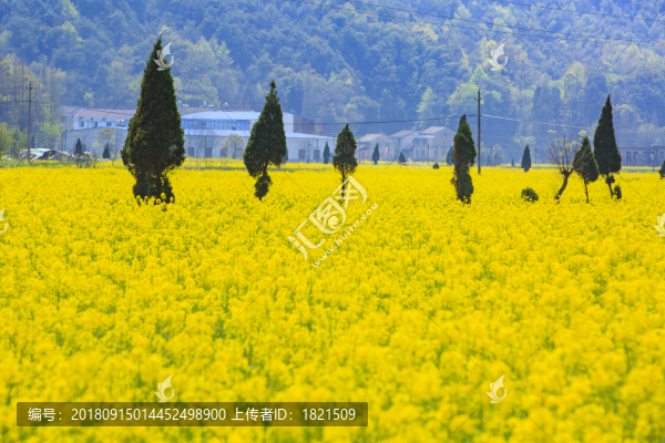 浙江,臺州,臨海,小溪鎮(zhèn),油菜花,小溪,稻田,春色,春天