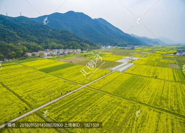 浙江,臺(tái)州,臨海,小溪鎮(zhèn),油菜花,小溪,稻田,春色,春天