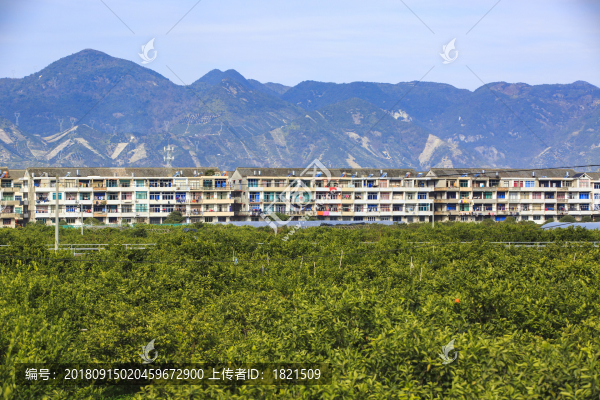 浙江,臺州,臨海,涌泉,南屏山,桔園,山村,村莊