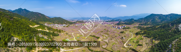 浙江,臺州,臨海,白水洋鎮(zhèn),上官村,桃花林。春天,桃源,鄉(xiāng)村,花海,陽光