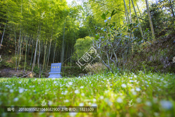 浙江,臺(tái)州,臨海,蓋竹山,蓋竹洞,蔣山村,雪嶺寺,茶,竹林
