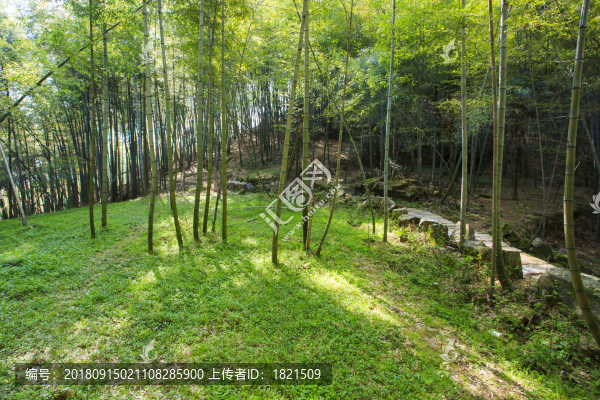 浙江,臺州,臨海,蓋竹山,蓋竹洞,蔣山村,雪嶺寺,茶,竹林