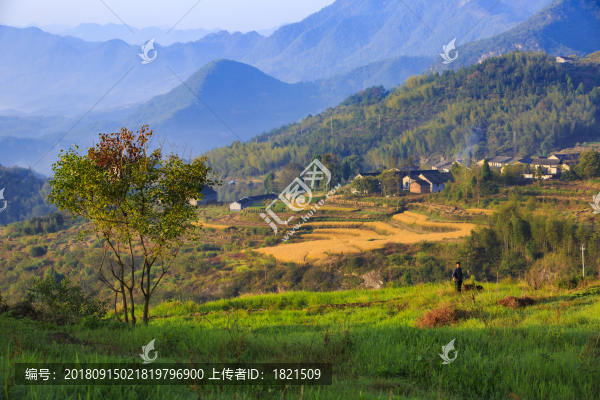 浙江,臺(tái)州,仙居,楊豐山,山村,田野,稻田,秋色,豐收