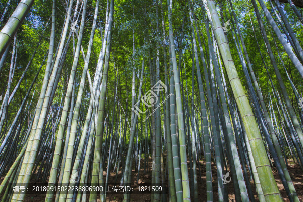 浙江,臺(tái)州,天臺(tái)縣,龍溪鄉(xiāng),鄉(xiāng)村,山村,老房子,田園