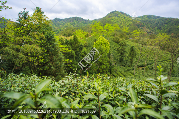 浙江,臺(tái)州,天臺(tái)縣,龍溪鄉(xiāng),鄉(xiāng)村,茶園,春茶,山坡