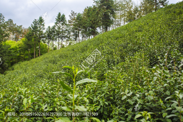 浙江,臺(tái)州,天臺(tái)縣,龍溪鄉(xiāng),鄉(xiāng)村,茶園,春茶,山坡