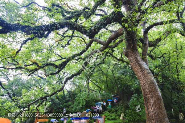 浙江,溫州,江心嶼景區(qū),甌江,江心寺,雙塔