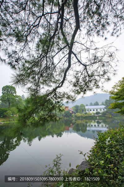 浙江,湖州,安吉,中南百草原,生態(tài),自然,動(dòng)物
