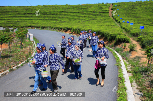 茶山