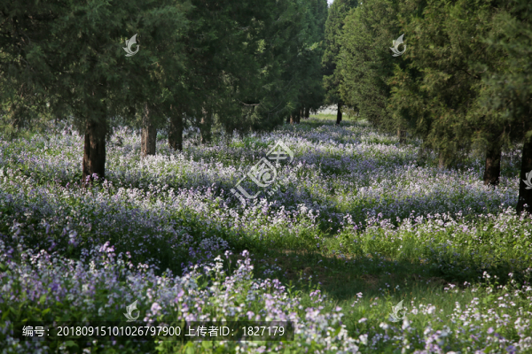 鮮花草地