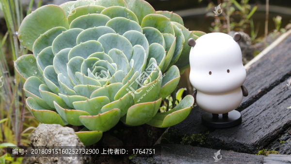 野萌君