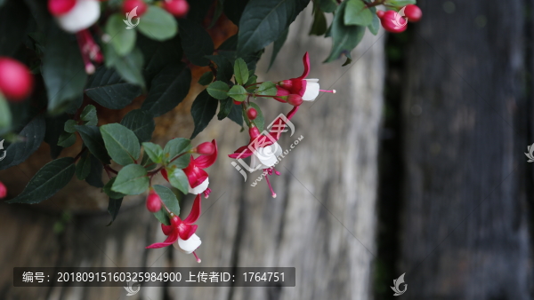 海棠花