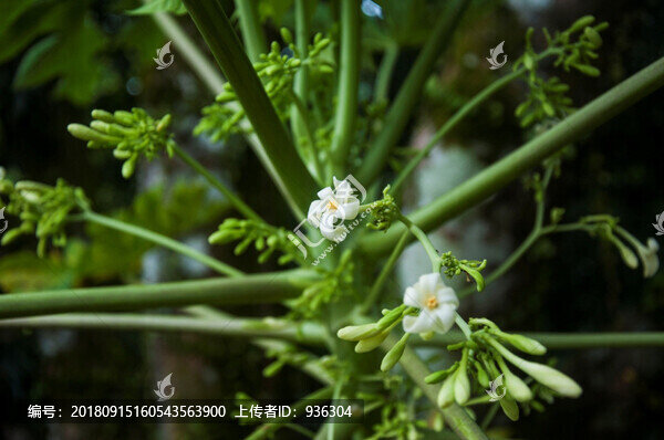 木瓜花
