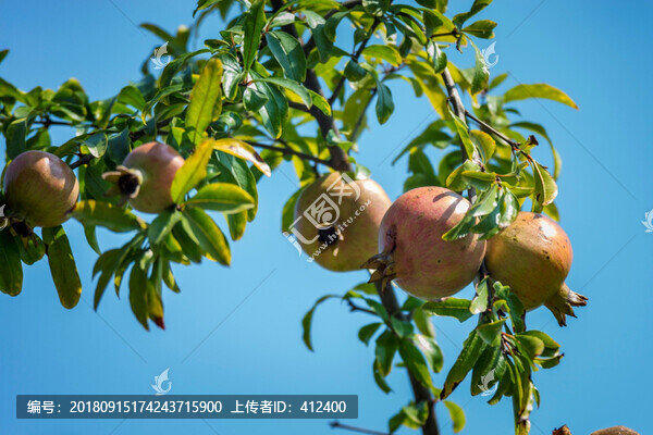 石榴
