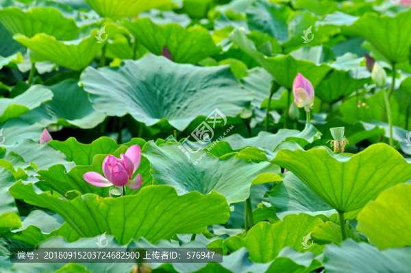 荷花