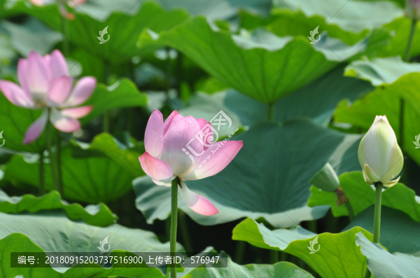 荷花