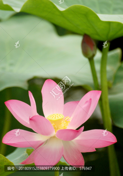 蓮花