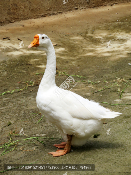 鵝