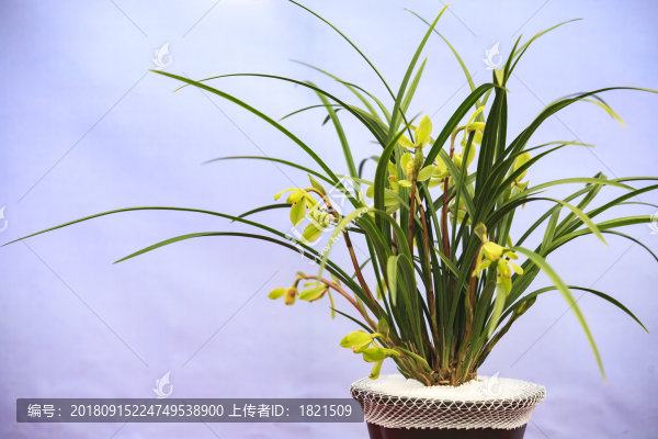 蘭博會,蘭花,展覽