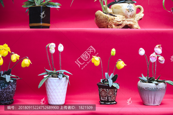 蘭博會(huì),蘭花,展覽