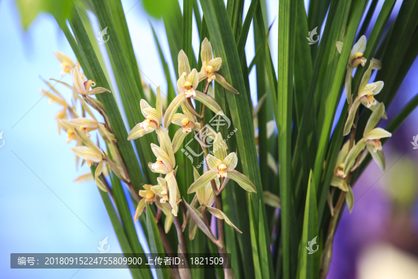 蘭博會(huì),蘭花,展覽