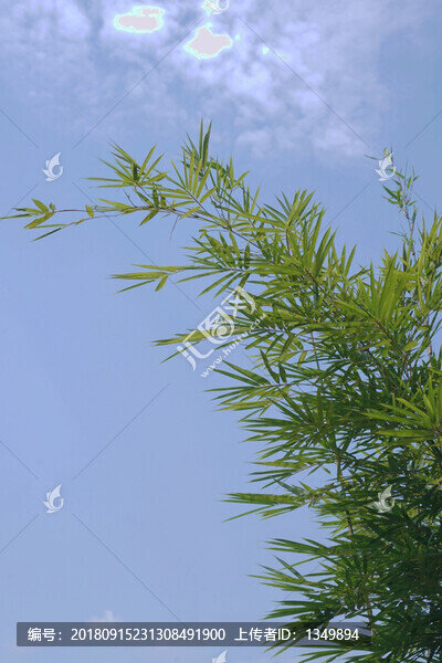 竹子