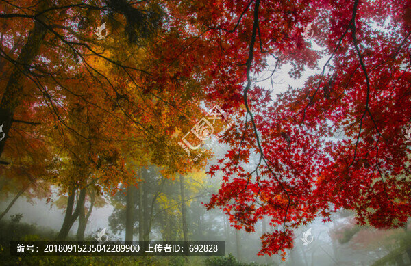 廬山花徑秋霧