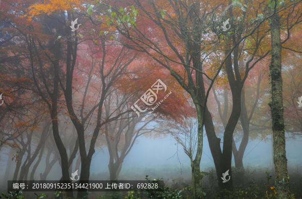 廬山秋霧