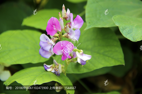 扁豆花