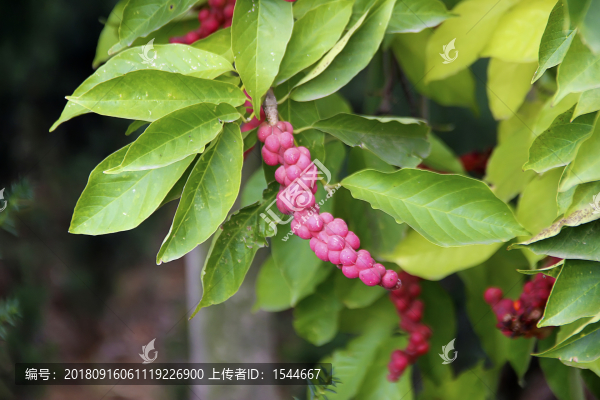 木蘭