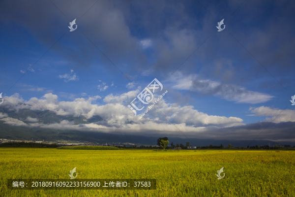 大理九月稻田風光