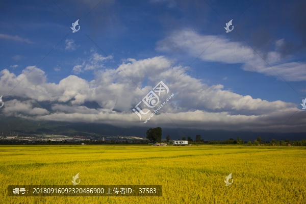 稻田