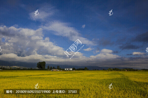 稻田